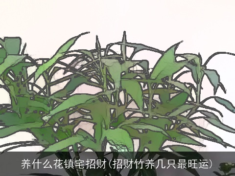 养什么花镇宅招财(招财竹养几只最旺运)