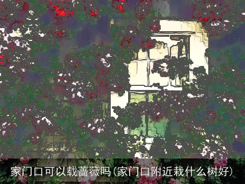 家门口可以载蔷薇吗(家门口附近栽什么树好)