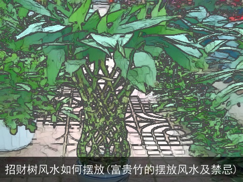 招财树风水如何摆放(富贵竹的摆放风水及禁忌)