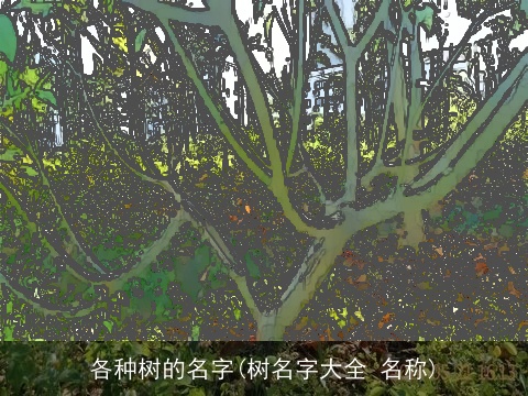 各种树的名字(树名字大全 名称)