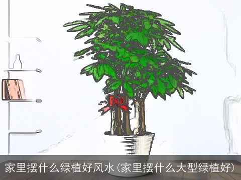 家里摆什么绿植好风水(家里摆什么大型绿植好)
