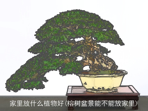 家里放什么植物好(榕树盆景能不能放家里)