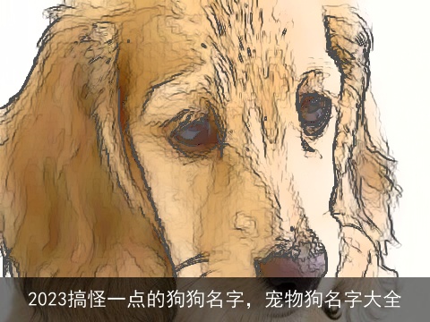 2023搞怪一点的狗狗名字，宠物狗名字大全