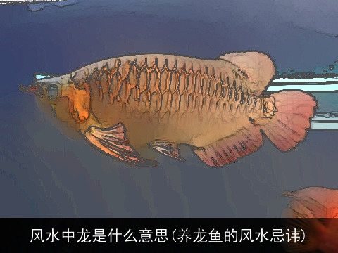 风水中龙是什么意思(养龙鱼的风水忌讳)