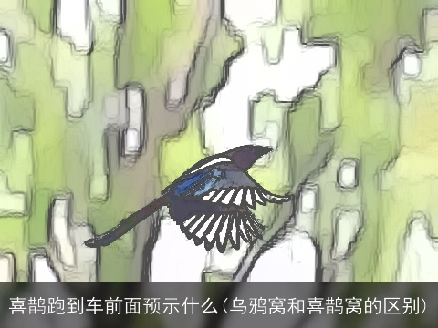 喜鹊跑到车前面预示什么(乌鸦窝和喜鹊窝的区别)