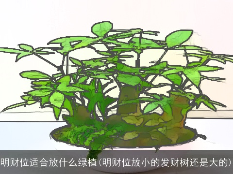 明财位适合放什么绿植(明财位放小的发财树还是大的)