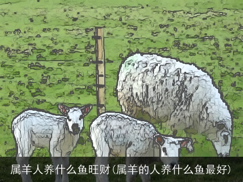 属羊人养什么鱼旺财(属羊的人养什么鱼最好)