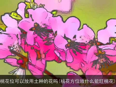 桃花位可以放用土种的花吗(桃花方位放什么能旺桃花)