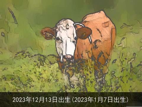 2023年12月13日出生(2023年1月7日出生)