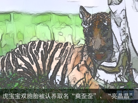 虎宝宝双胞胎被认养取名“爽歪歪”、“亮晶晶”