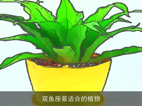 双鱼座最适合的植物