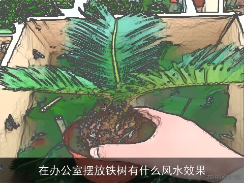 在办公室摆放铁树有什么风水效果