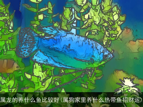 属龙的养什么鱼比较好(属狗家里养什么热带鱼招财运)