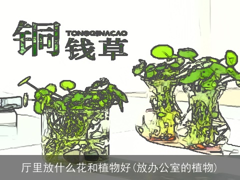 厅里放什么花和植物好(放办公室的植物)