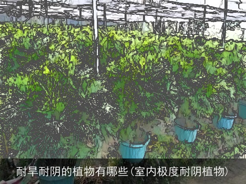 耐旱耐阴的植物有哪些(室内极度耐阴植物)