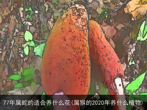 77年属蛇的适合养什么花(属猴的2020年养什么植物)