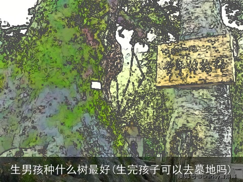 生男孩种什么树最好(生完孩子可以去墓地吗)