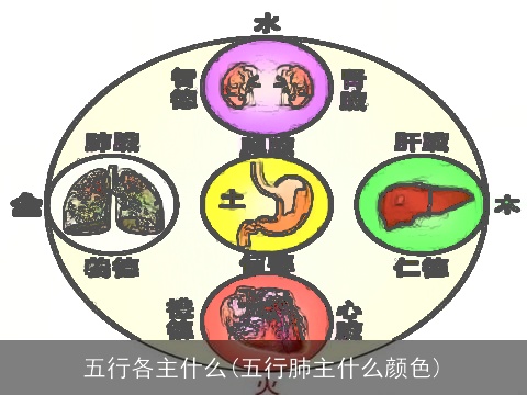 五行各主什么(五行肺主什么颜色)