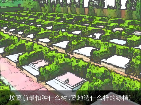 坟墓前最怕种什么树(墓地选什么样的绿植)
