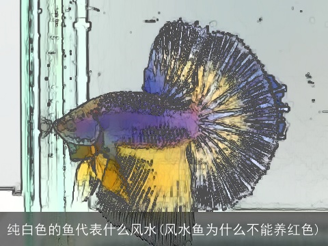 纯白色的鱼代表什么风水(风水鱼为什么不能养红色)