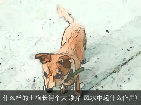 什么样的土狗长得个大(狗在风水中起什么作用)