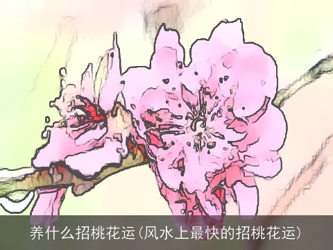 养什么招桃花运(风水上最快的招桃花运)