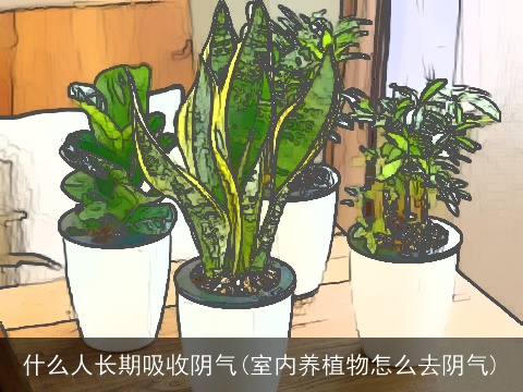 什么人长期吸收阴气(室内养植物怎么去阴气)