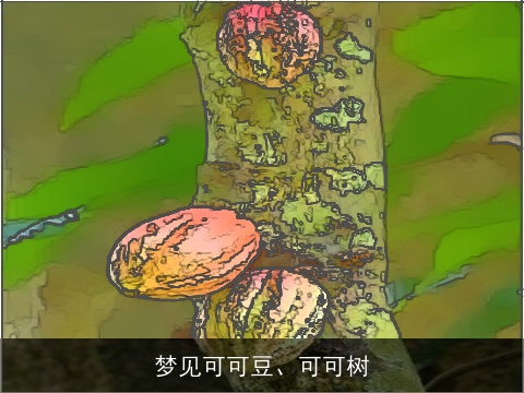 梦见可可豆、可可树