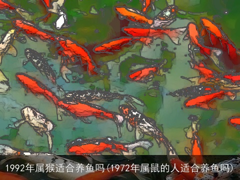 1992年属猴适合养鱼吗(1972年属鼠的人适合养鱼吗)