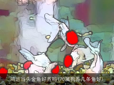 鸿运当头金鱼好养吗(70属龙养几条鱼好)