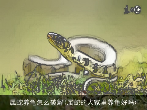 属蛇养龟怎么破解(属蛇的人家里养龟好吗)