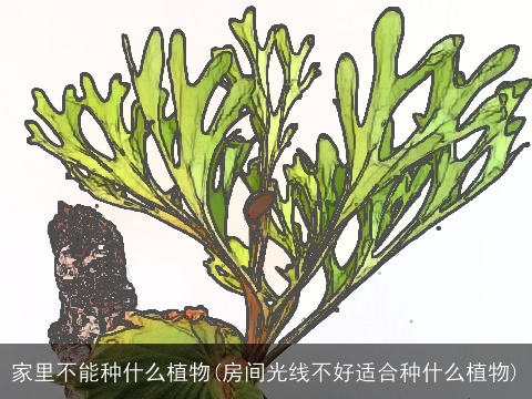 家里不能种什么植物(房间光线不好适合种什么植物)