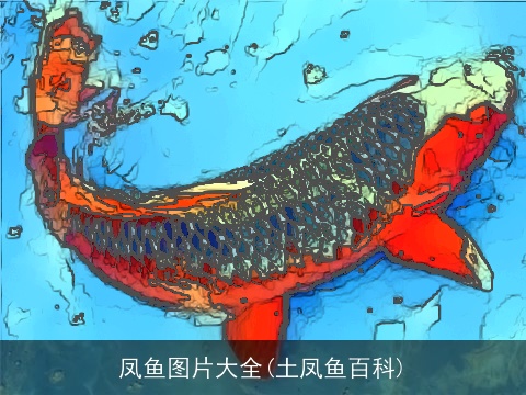 凤鱼图片大全(土凤鱼百科)