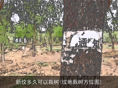 新坟多久可以栽树(坟地栽树方位图)