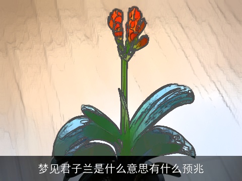 梦见君子兰是什么意思有什么预兆