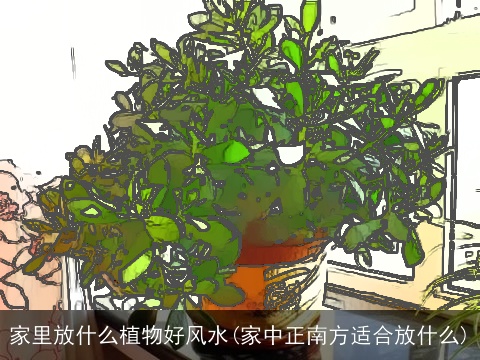 家里放什么植物好风水(家中正南方适合放什么)