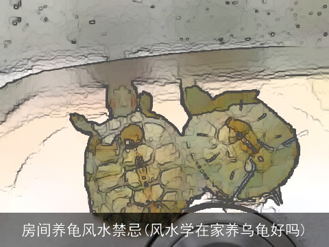 房间养龟风水禁忌(风水学在家养乌龟好吗)