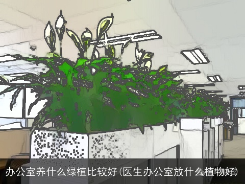 办公室养什么绿植比较好(医生办公室放什么植物好)