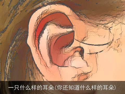 一只什么样的耳朵(你还知道什么样的耳朵)