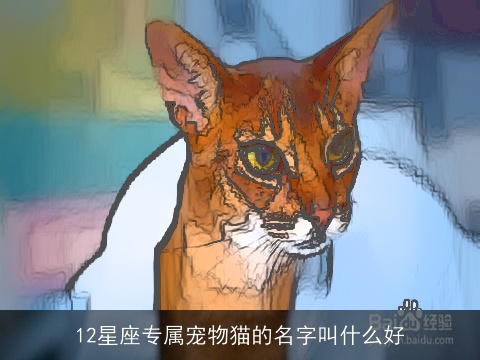 12星座专属宠物猫的名字叫什么好