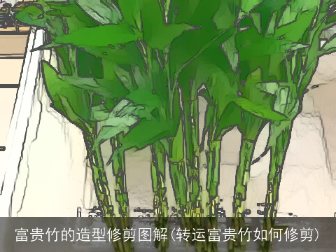富贵竹的造型修剪图解(转运富贵竹如何修剪)