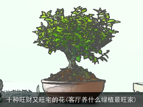 十种旺财又旺宅的花(客厅养什么绿植最旺家)