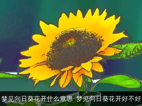 梦见向日葵花开什么意思 梦见向日葵花开好不好