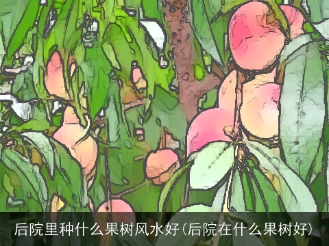 后院里种什么果树风水好(后院在什么果树好)