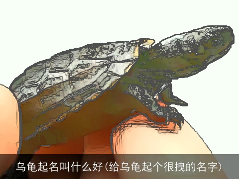 乌龟起名叫什么好(给乌龟起个很拽的名字)