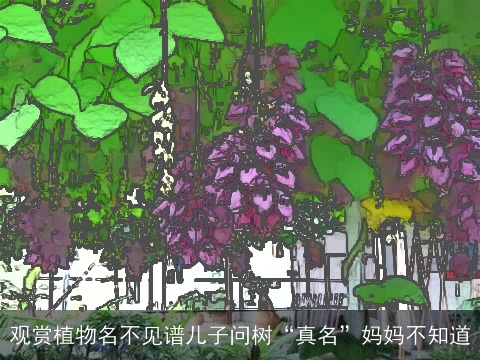 观赏植物名不见谱儿子问树“真名”妈妈不知道