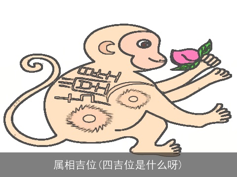 属相吉位(四吉位是什么呀)