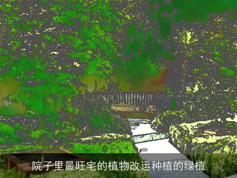 院子里最旺宅的植物改运种植的绿植