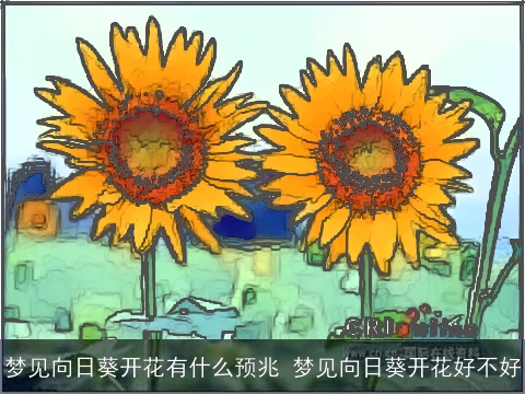 梦见向日葵开花有什么预兆 梦见向日葵开花好不好