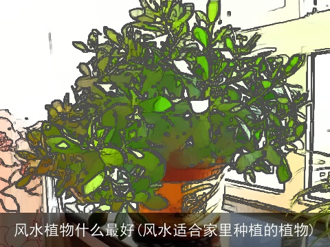 风水植物什么最好(风水适合家里种植的植物)